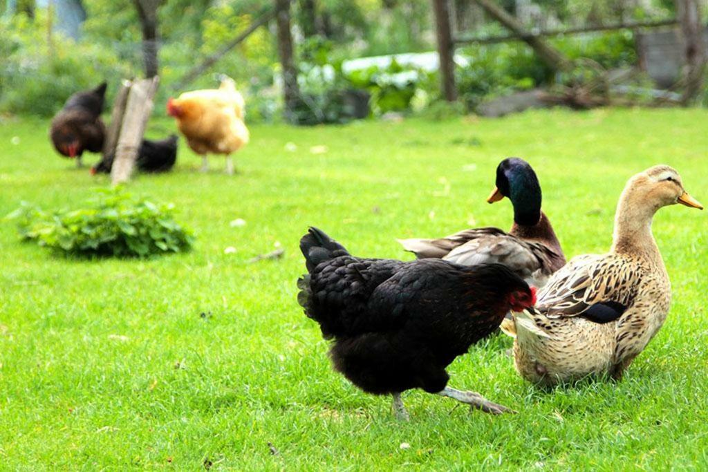 Gite De La Ferme De La Cote Les Damps Εξωτερικό φωτογραφία